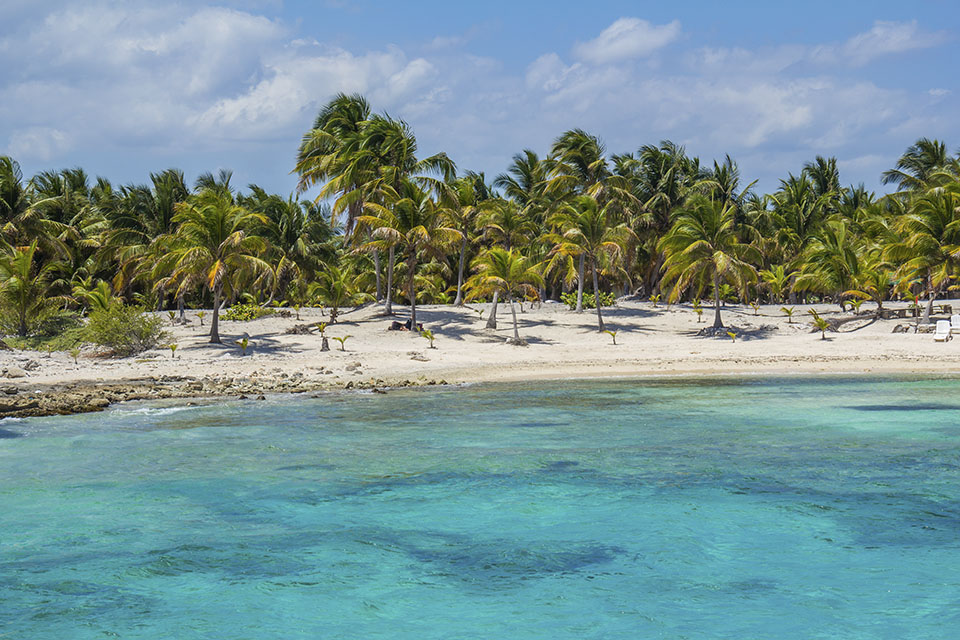 Palm Trees on Beach Palm Trees on Beach