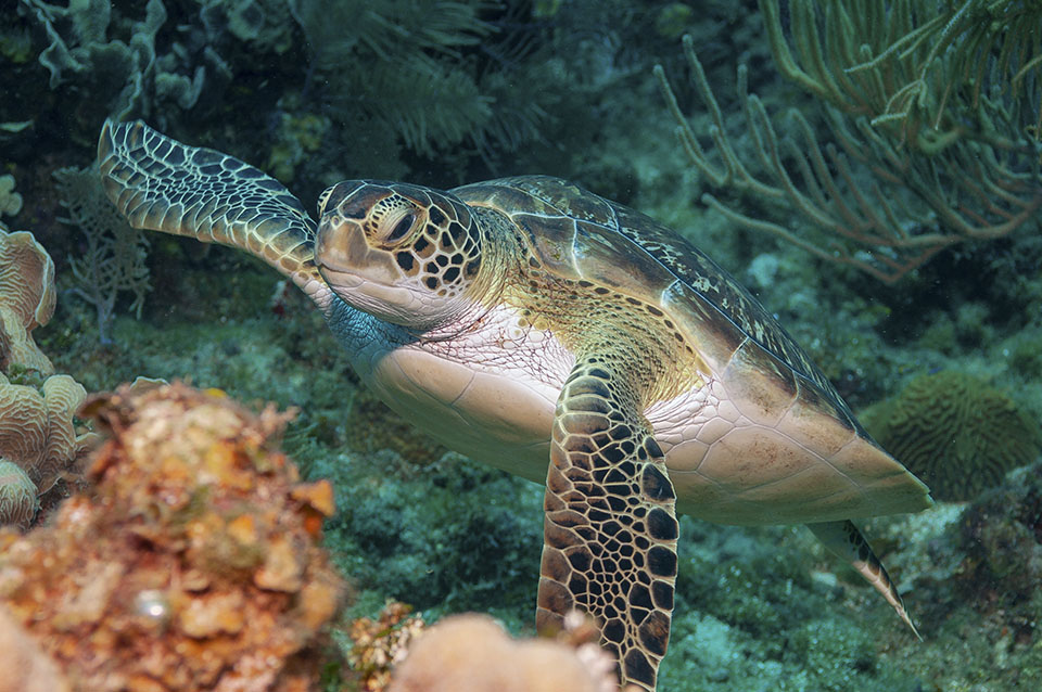 Hawksbill Sea Turtle Hawksbill Sea Turtle
