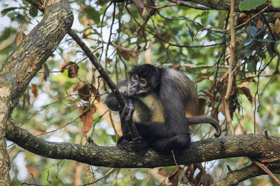Monkey at Belize Zoo Monkey at Belize Zoo