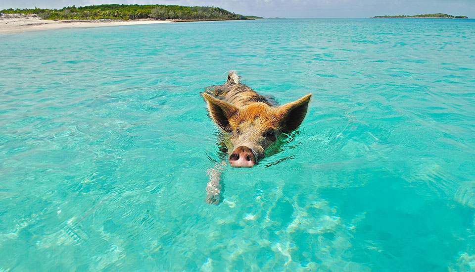 Swimming Pig Swimming Pig