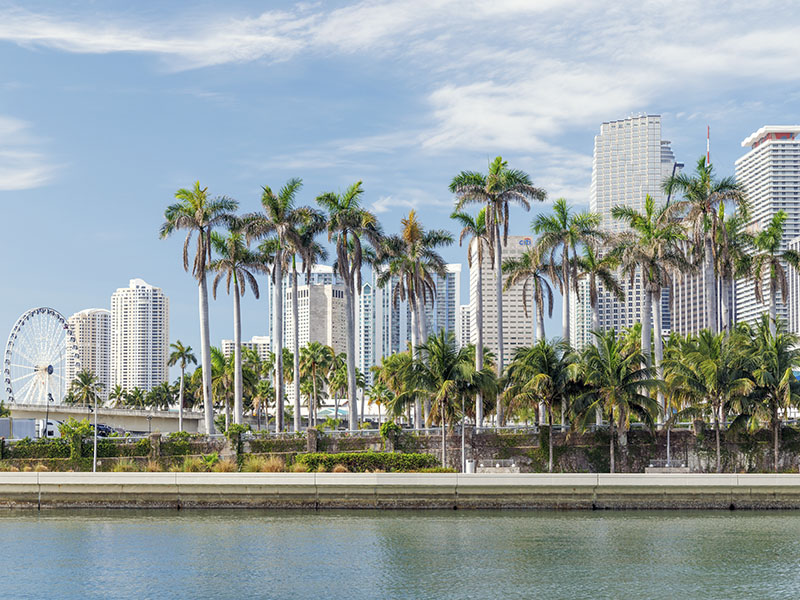 Miami, Florida Buildings and Palm Trees