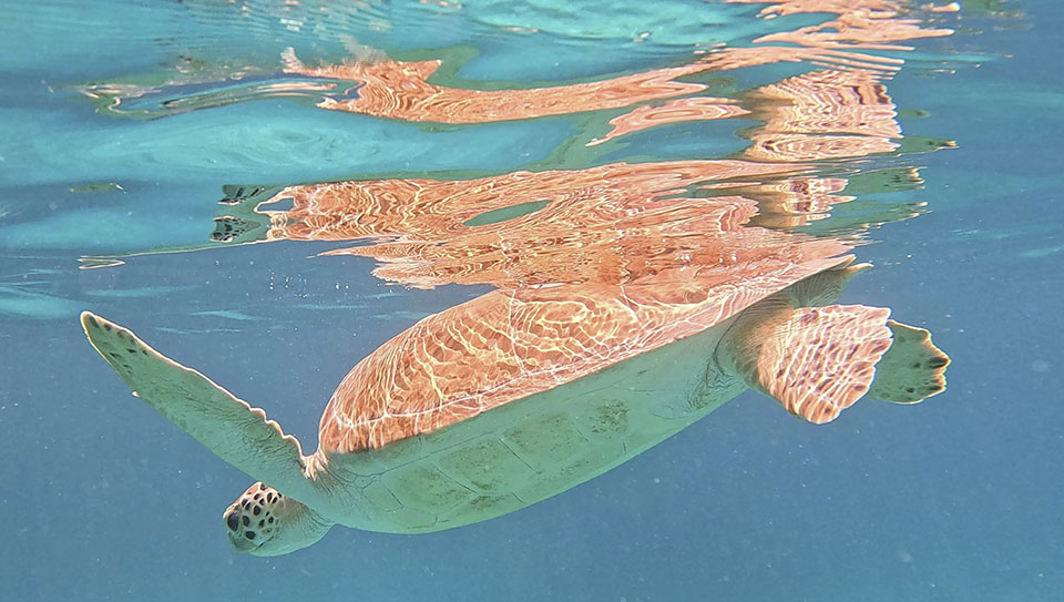 Sea Turtle in St. Thomas U.S. Virgin Islands Sea Turtle in St. Thomas U.S. Virgin Islands