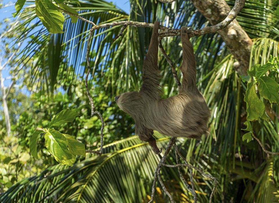 A sloth in the Cahuita National Park Costa Rica A sloth in the Cahuita National Park Costa Rica