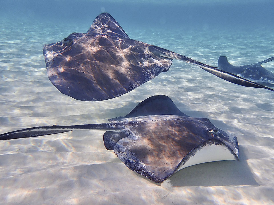 Stingrays